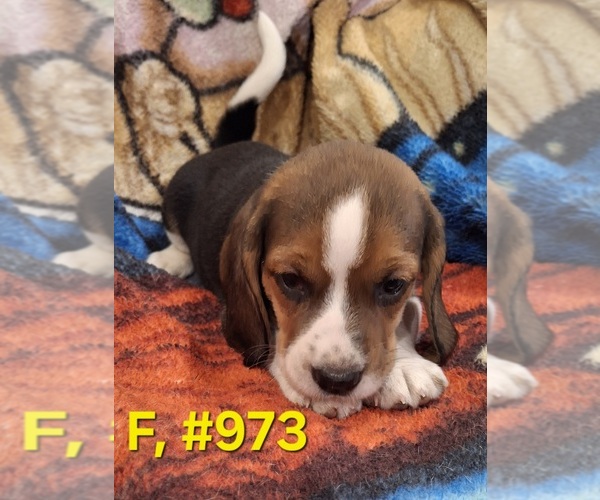 Medium Photo #2 Bagle Hound Puppy For Sale in CENTRALIA, WA, USA