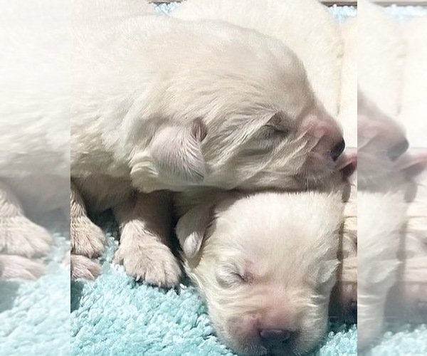 Full screen Photo #6 Labrador Retriever Puppy For Sale in ASHBURNHAM, MA, USA