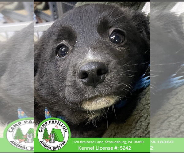 Medium Photo #1 Border Collie-Unknown Mix Puppy For Sale in Stroudsburg, PA, USA