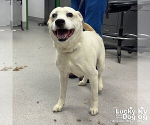 Labbe Dogs for adoption in Washington, DC, USA