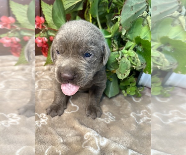 Medium Photo #10 Labrador Retriever Puppy For Sale in NEOLA, WV, USA