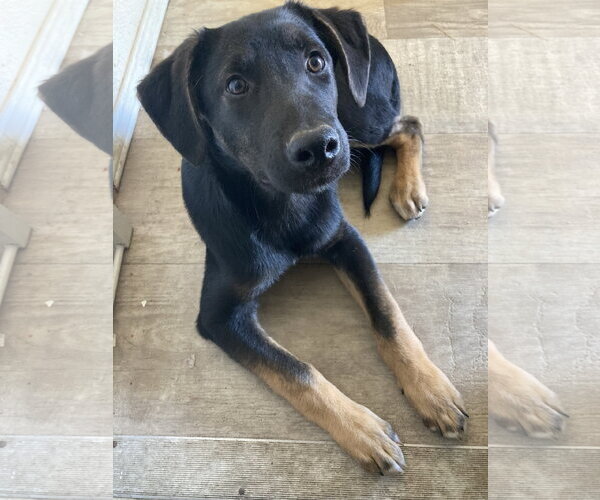 Medium Photo #7 German Shepherd Dog-Unknown Mix Puppy For Sale in San Diego, CA, USA