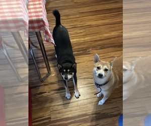Father of the Shiba Inu puppies born on 08/19/2025