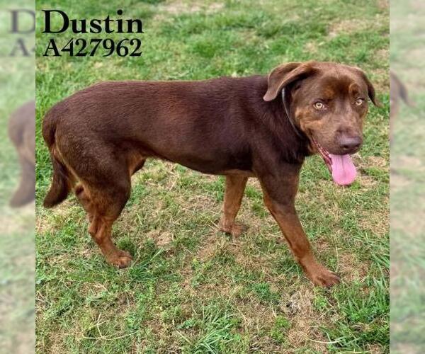 Medium Photo #2 Labrador Retriever Puppy For Sale in Conroe, TX, USA