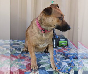Pickles - Female Staffordshire Bull Terrier Dog for Adoption - Photo #2