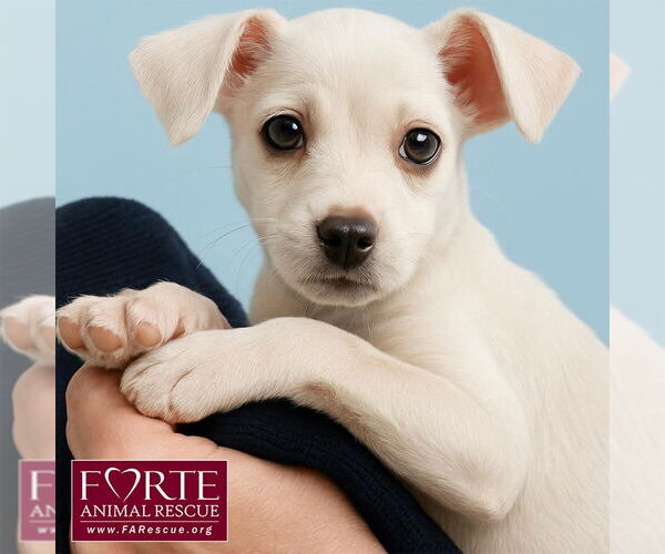 Medium Photo #2 Jack Chi Puppy For Sale in Marina del Rey, CA, USA