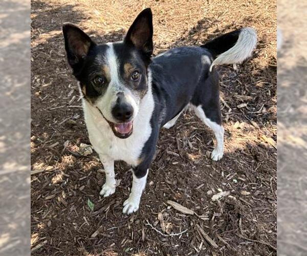 Medium Photo #1 Border Collie-Unknown Mix Puppy For Sale in Denver, CO, USA