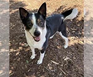 Border Collie-Unknown Mix Dogs for adoption in Denver, CO, USA