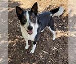 Small Border Collie Mix