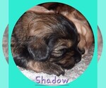 Image preview for Ad Listing. Nickname: Shadow