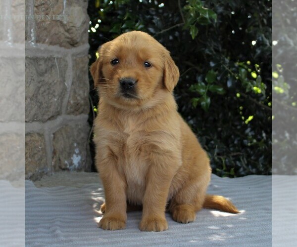 Medium Photo #5 Golden Retriever Puppy For Sale in NARVON, PA, USA