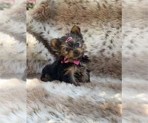 Yorkshire Terrier Puppy for sale in JACKSONVILLE, FL, USA