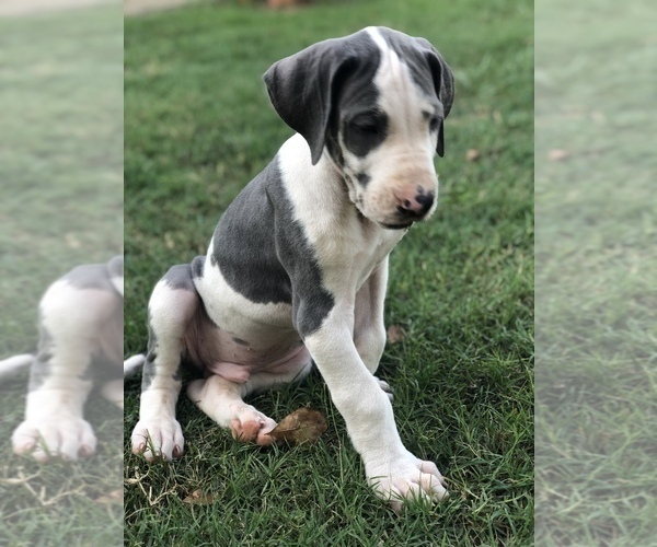 Medium Photo #5 Great Dane Puppy For Sale in CANTON, GA, USA