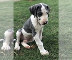 Small Photo #5 Great Dane Puppy For Sale in CANTON, GA, USA