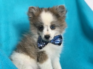 Pomeranian Puppy for sale in EAST EARL, PA, USA