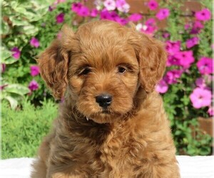 Goldendoodle (Miniature) Puppy for sale in HANCOCK, MN, USA