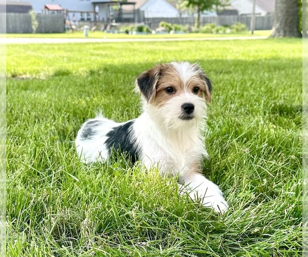 Medium Photo #2 Chorkie Puppy For Sale in GREENFIELD, IN, USA