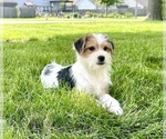 Small #1 Chorkie