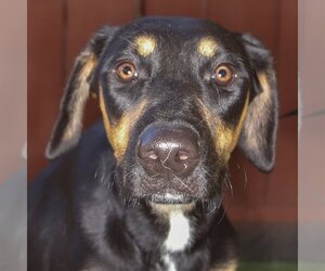 Doberman Pinscher-Unknown Mix Dogs for adoption in Oakland Park, FL, USA