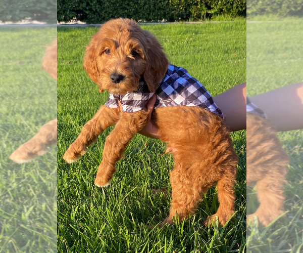 Medium Photo #7 Goldendoodle Puppy For Sale in BREA, CA, USA