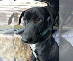 Small #3 Labrador Retriever Mix