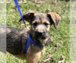 Small Labrador Retriever Mix
