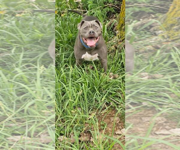 Medium Photo #1 American Pit Bull Terrier-Unknown Mix Puppy For Sale in DuQuoin, IL, USA