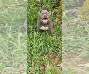 American Pit Bull Terrier-Unknown Mix Dogs for adoption in DuQuoin, IL, USA