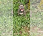 Small American Pit Bull Terrier Mix