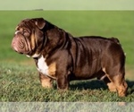 Small Photo #1 Bulldog Puppy For Sale in SPRING, TX, USA