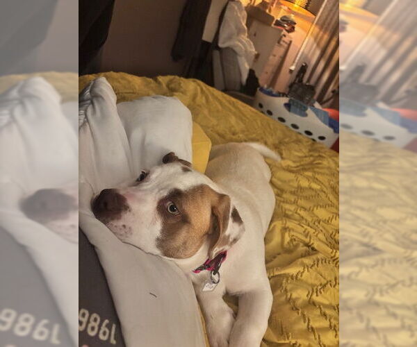 Medium Photo #2 Mutt Puppy For Sale in Aurora, CO, USA