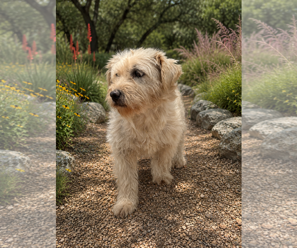 Medium Photo #2 Mutt Puppy For Sale in PIPE CREEK, TX, USA