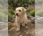 Small #1 Mutt