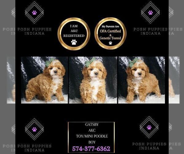 Medium Photo #2 Poodle (Miniature) Puppy For Sale in WARSAW, IN, USA