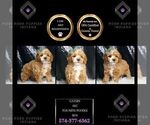 Small Photo #2 Poodle (Miniature) Puppy For Sale in WARSAW, IN, USA