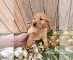 Small Photo #5 Golden Retriever Puppy For Sale in MERIDIAN, ID, USA