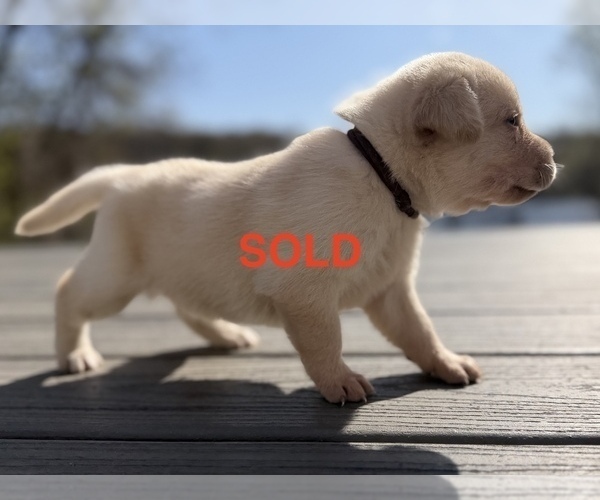 Medium Photo #6 Labrador Retriever Puppy For Sale in EAGAN, MN, USA