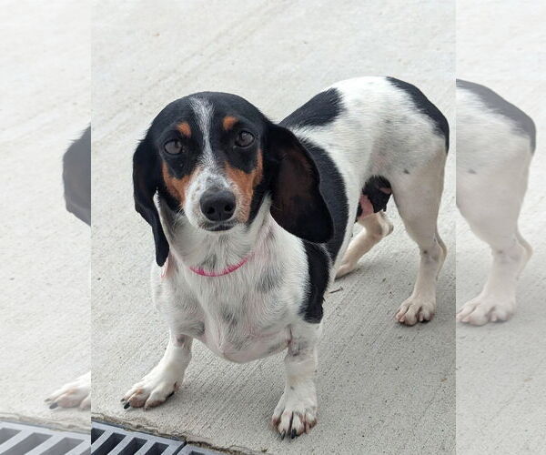 Medium Photo #2 Dachshund Puppy For Sale in Shelbyville, TN, USA