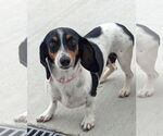 Small #1 Dachshund