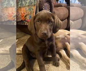 Labrador Retriever Puppy for sale in BIDWELL, OH, USA