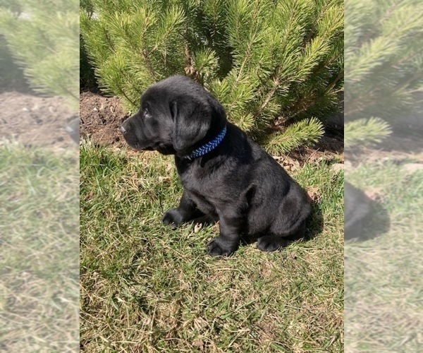 Medium Photo #2 Labrador Retriever Puppy For Sale in DOWNING, WI, USA