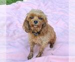 Small Photo #1 Cavapoo (Miniature) Puppy For Sale in COATESVILLE, PA, USA