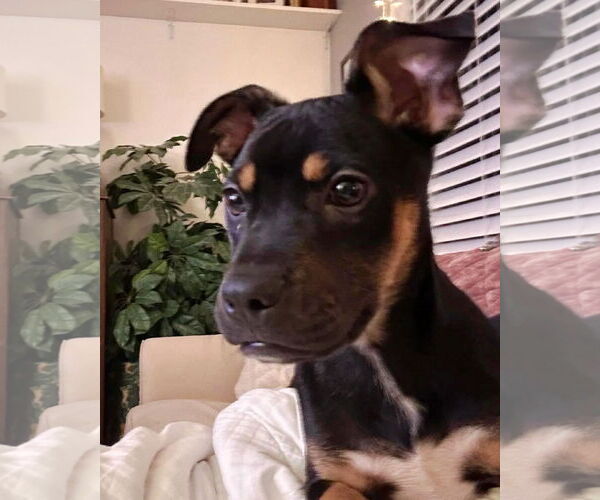 Medium Photo #3 American Pit Bull Terrier-Labrador Retriever Mix Puppy For Sale in St. Louis Park, MN, USA