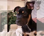 Small #2 American Pit Bull Terrier-Labrador Retriever Mix