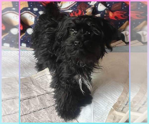 Medium Photo #1 Poodle (Toy)-Yorkshire Terrier Mix Puppy For Sale in BUNNELL, FL, USA