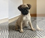 Small Photo #3 Pug Puppy For Sale in NORTH AURORA, IL, USA