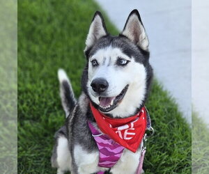 Sweatpants - Female Siberian Husky Dog for Adoption - Photo #5