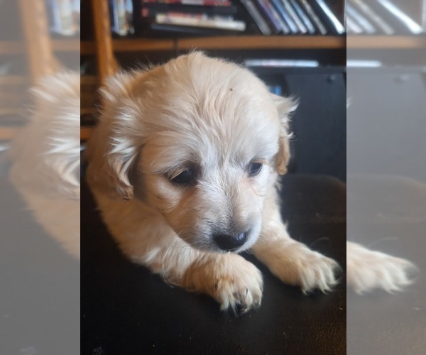 Medium Photo #1 Maltipoo Puppy For Sale in INCHELIUM, WA, USA