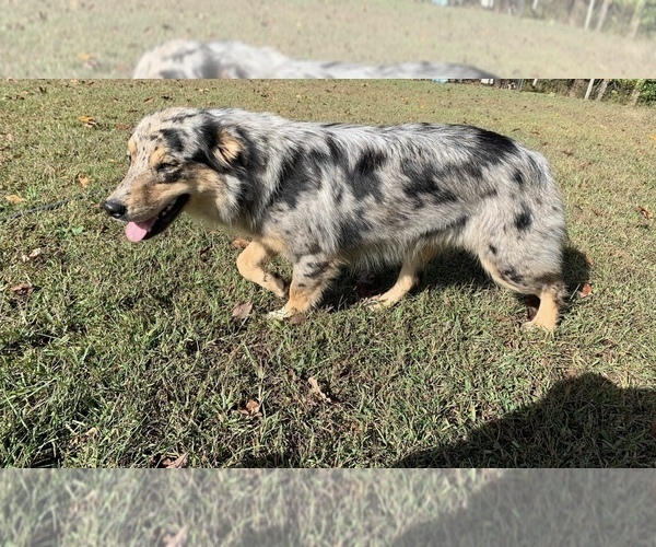 Medium Photo #1 Australian Shepherd Puppy For Sale in MUNFORDVILLE, KY, USA