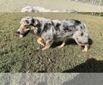 Small Photo #1 Australian Shepherd Puppy For Sale in MUNFORDVILLE, KY, USA